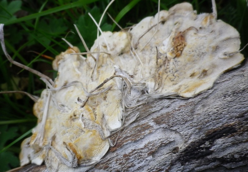 Polyporacee diverse (Trametes ochracea)